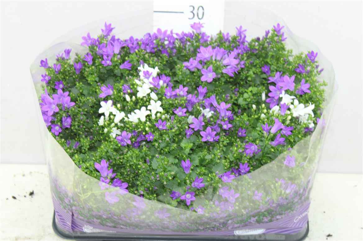 Горшечные цветы и растения оптом Campanula Port Gemengd Blue White от 8шт из Голландии с доставкой по России
