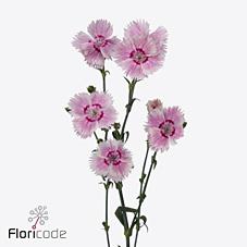 Срезанные цветы оптом Dianthus sp fiorino iris от 60шт из Голландии с доставкой по России