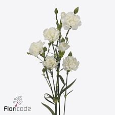 Срезанные цветы оптом Dianthus sp artic от 100шт из Голландии с доставкой по России