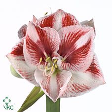 Срезанные цветы оптом Hippeastrum popov от 10шт из Голландии с доставкой по России