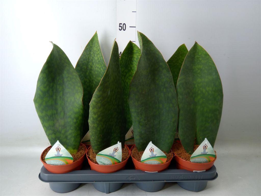 Горшечные цветы и растения оптом Sansevieria Grandis от 7шт из Голландии с доставкой по России