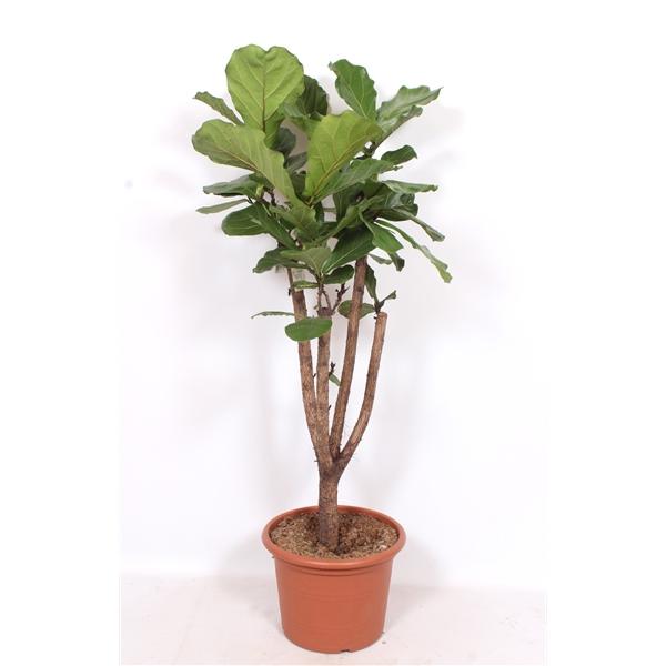 Горшечные цветы и растения оптом Ficus Lyrata On Stem Branched от 1шт из Голландии с доставкой по России