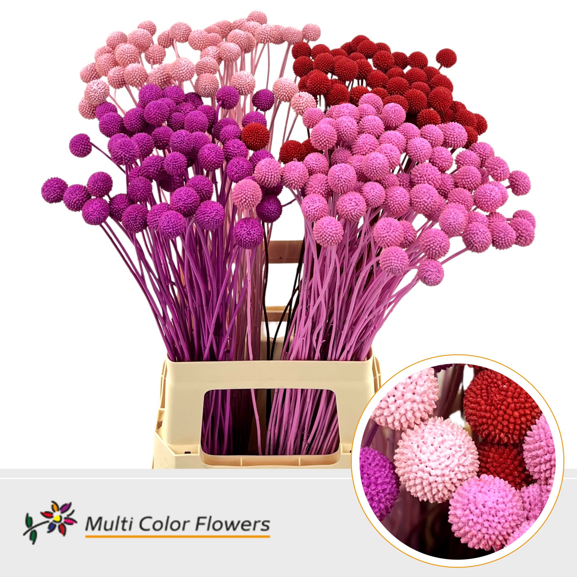 Срезанные цветы оптом Craspedia paint mix love от 200шт из Голландии с доставкой по России