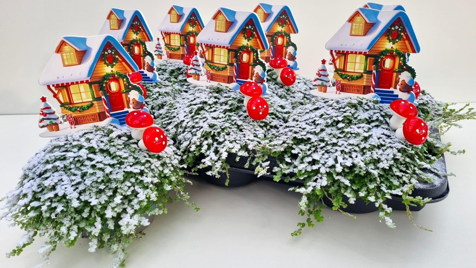 Горшечные цветы и растения оптом Solei Sol Groen от 6шт из Голландии с доставкой по России