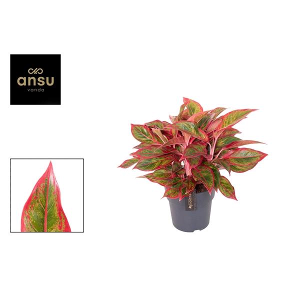 Горшечные цветы и растения оптом Aglaonema Jungle Lava от 3шт из Голландии с доставкой по России