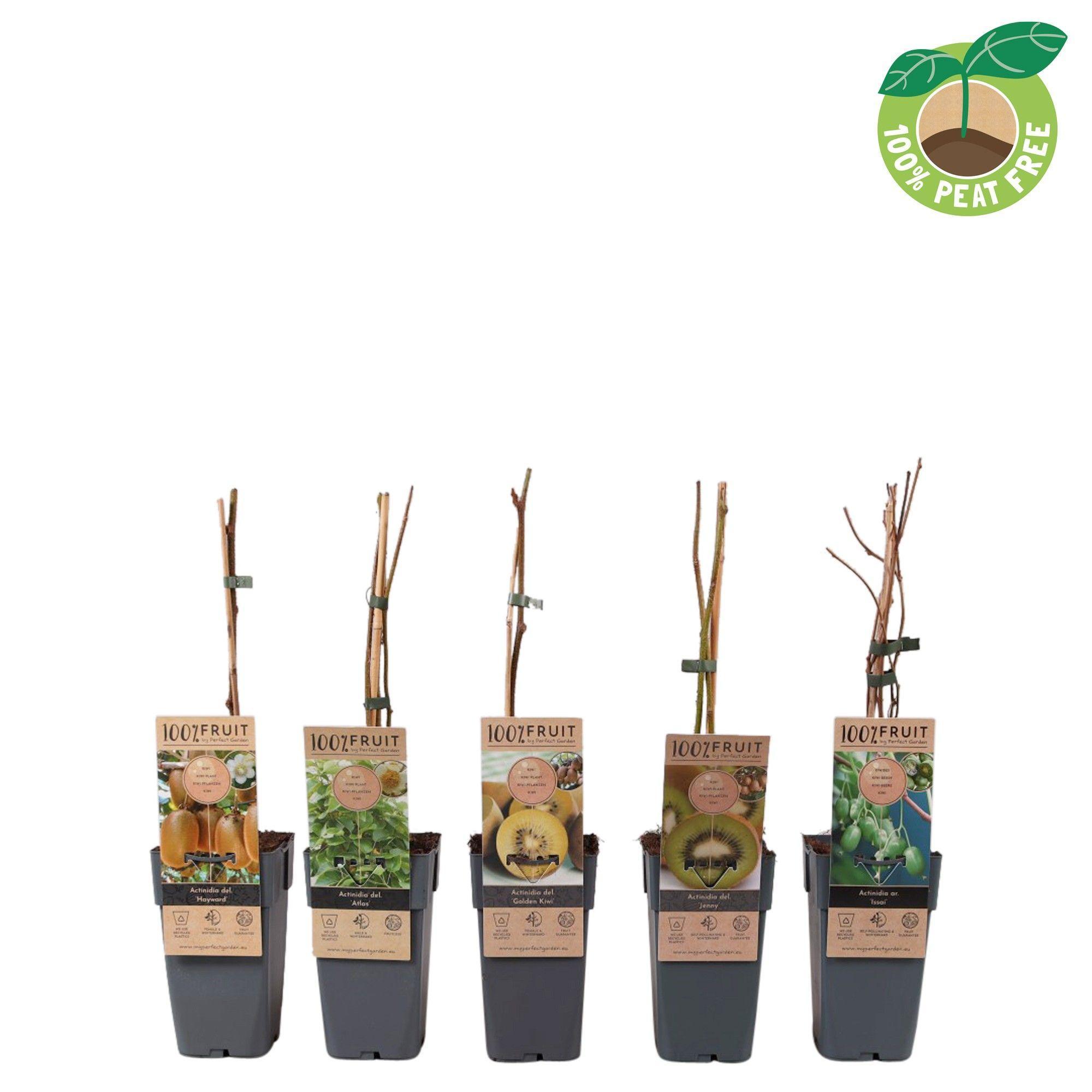 Горшечные цветы и растения оптом Actinidia Mix от 10шт из Голландии с доставкой по России