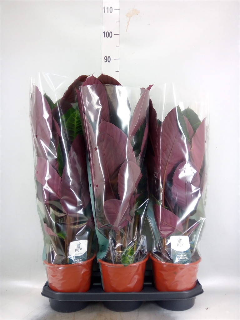 Горшечные цветы и растения оптом Calathea Warscewiczii от 3шт из Голландии с доставкой по России