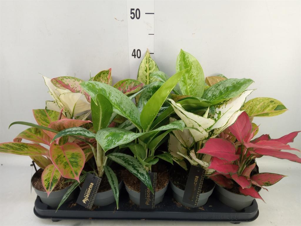Горшечные цветы и растения оптом Aglaonema   ... от 10шт из Голландии с доставкой по России