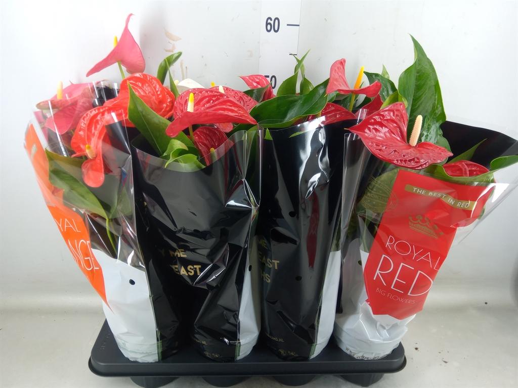 Горшечные цветы и растения оптом Anthurium   ...mix от 8шт из Голландии с доставкой по России