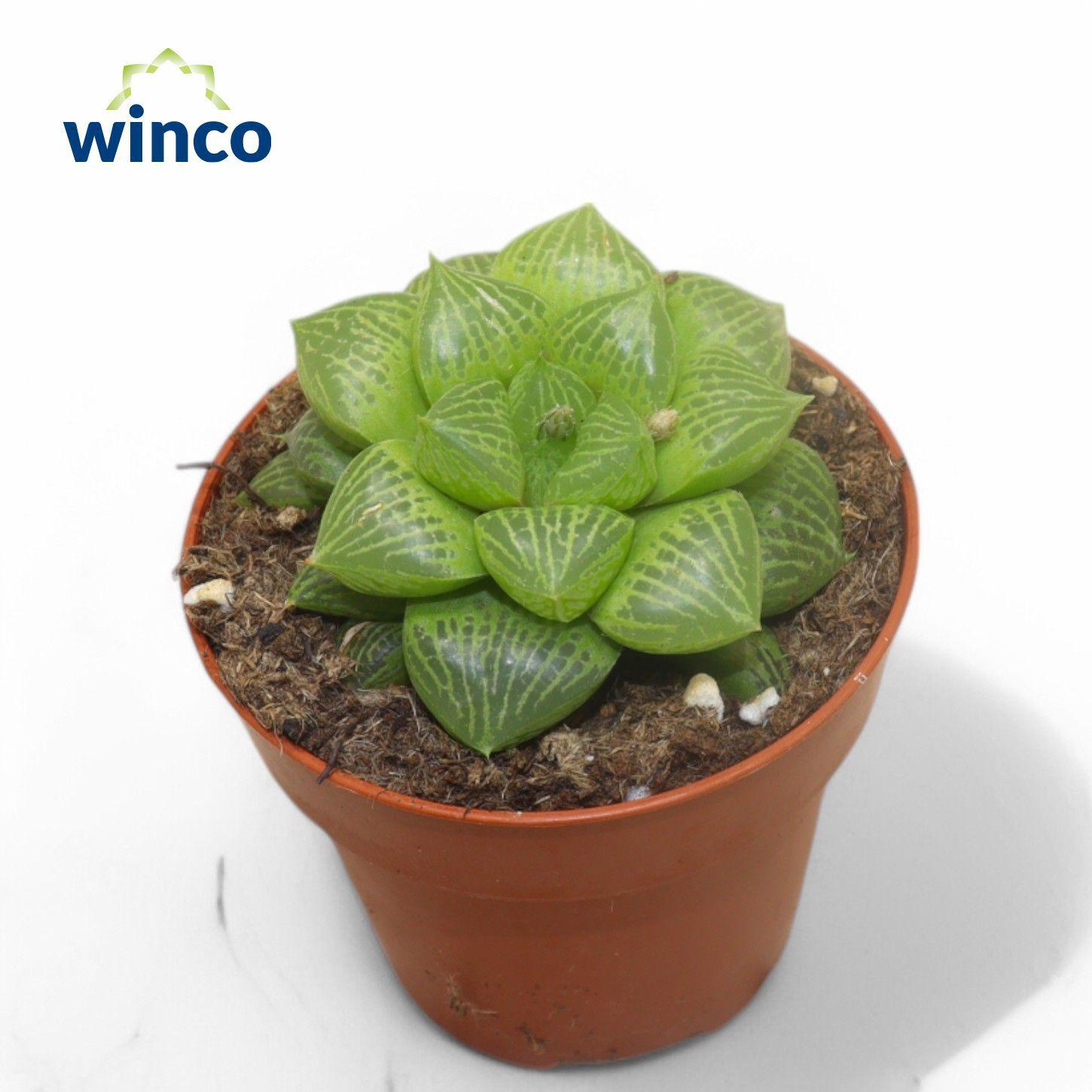 Горшечные цветы и растения оптом Haworthia Comptoniana Hybride от 18шт (для телеги) из Голландии с доставкой по России