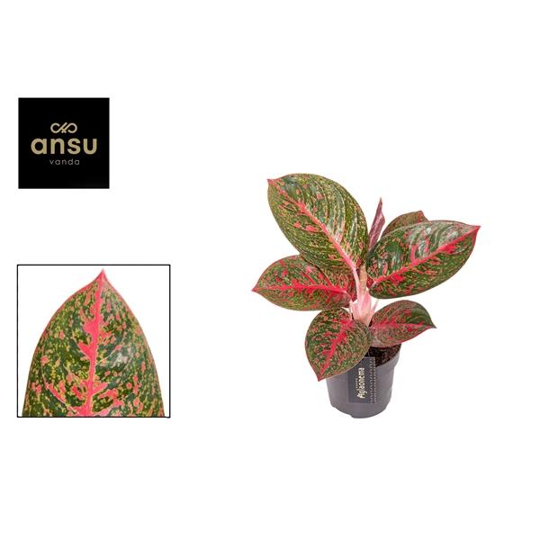 Горшечные цветы и растения оптом Aglaonema Red Sprinkles от 6шт из Голландии с доставкой по России