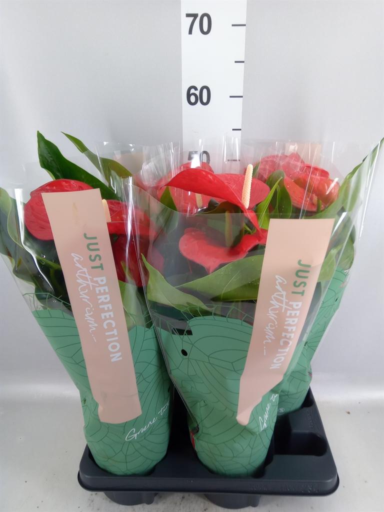Горшечные цветы и растения оптом Anthurium Andr. minnesota от 4шт из Голландии с доставкой по России