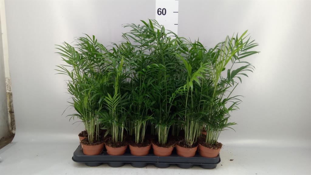 Горшечные цветы и растения оптом Chamaedorea Elegans от 18шт (для телеги) из Голландии с доставкой по России