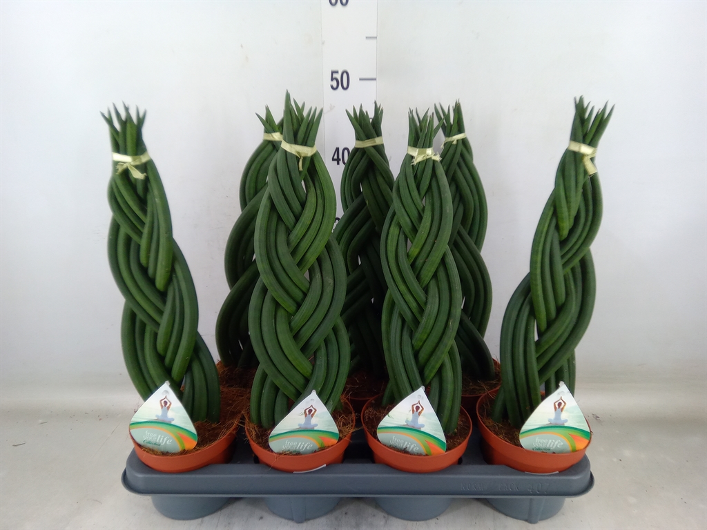 Горшечные цветы и растения оптом Sansevieria Cyl.  ... от 7шт из Голландии с доставкой по России