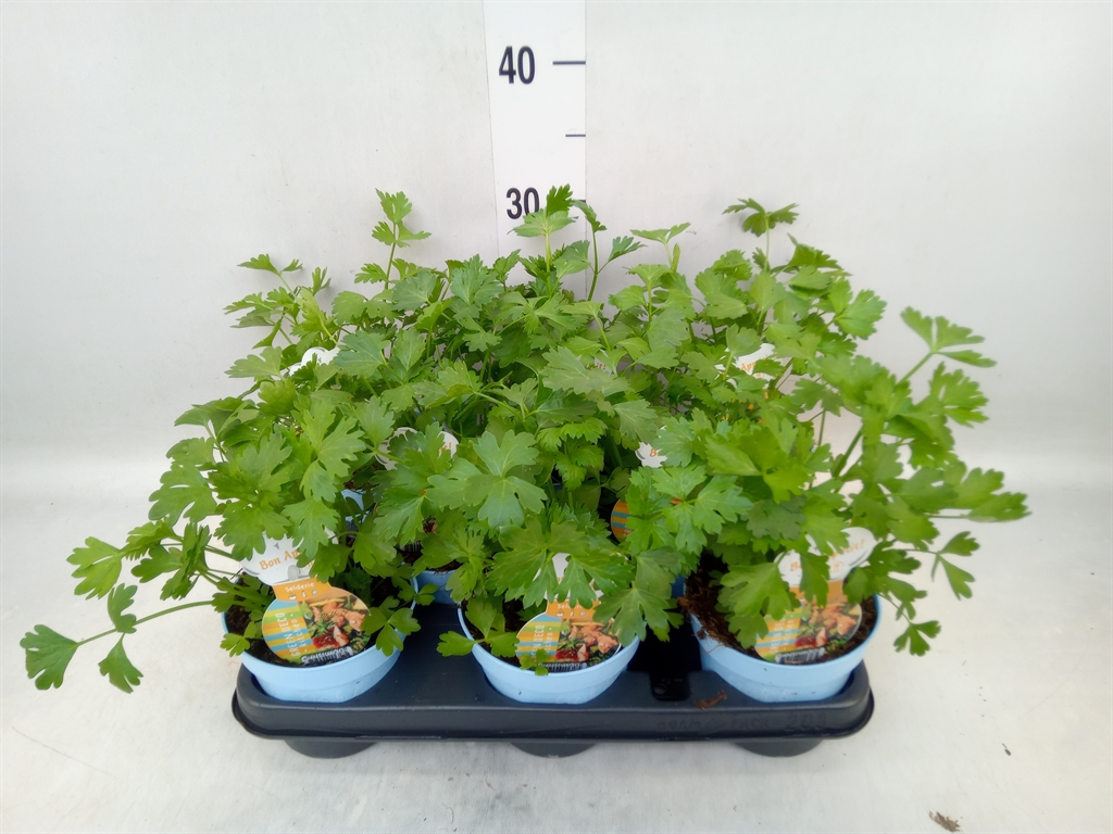 Горшечные цветы и растения оптом Apium Graveolens от 8шт из Голландии с доставкой по России