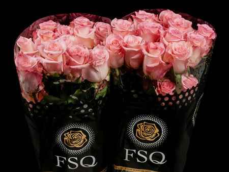 Срезанные цветы оптом Rosa ec rhoslyn от 40шт из Голландии с доставкой по России