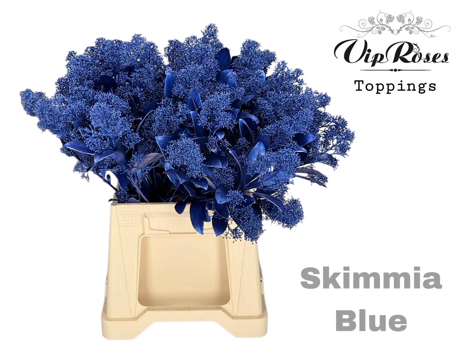 Срезанные цветы оптом Skimmia paint blue metallic от 10шт из Голландии с доставкой по России