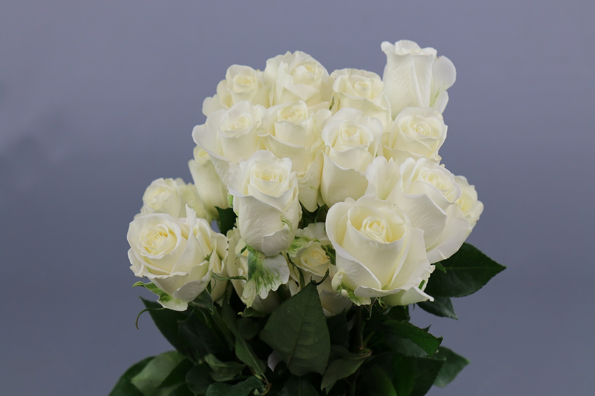 Срезанные цветы оптом Rosa ec tibeth от 25шт из Голландии с доставкой по России