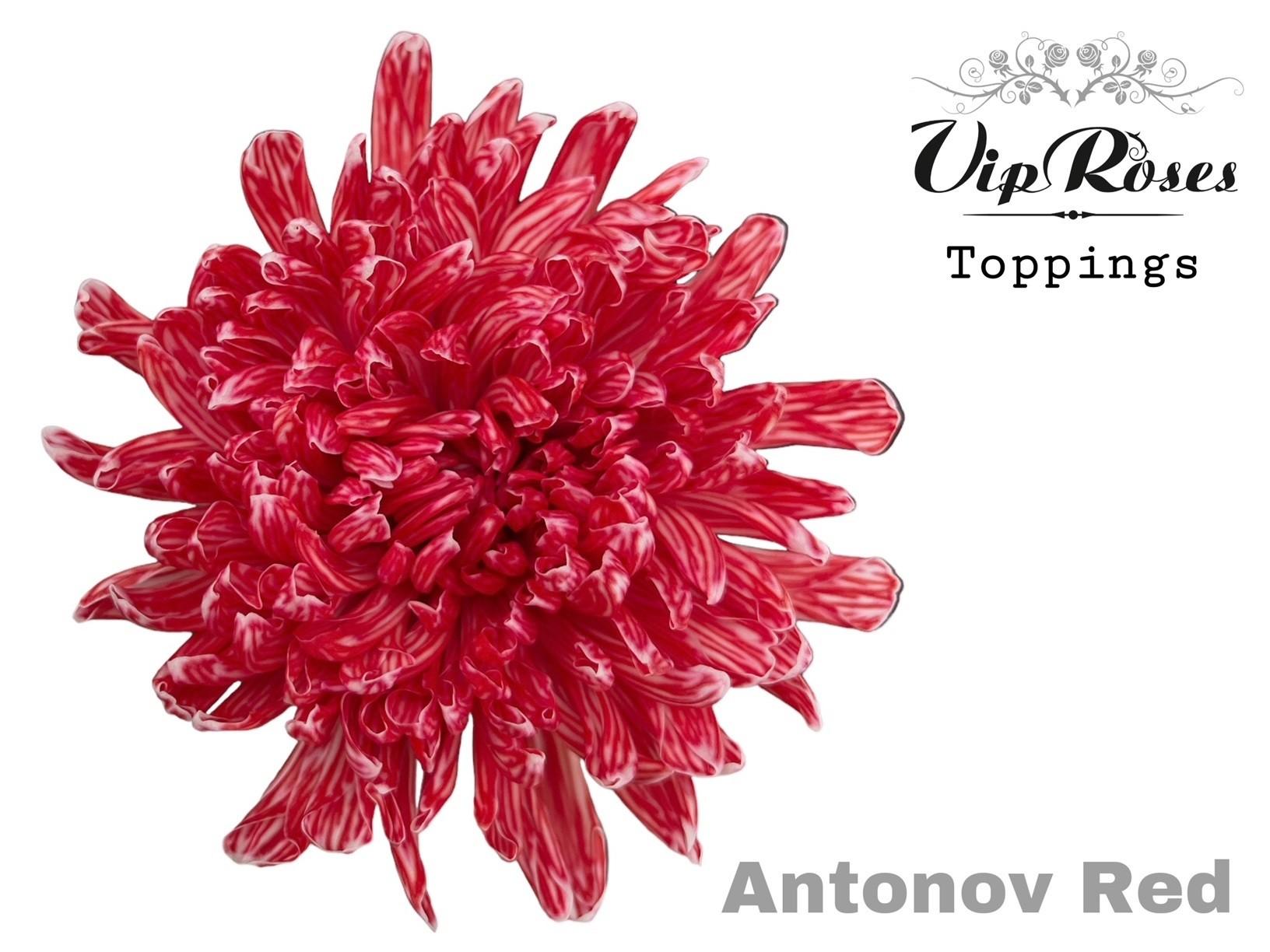 Срезанные цветы оптом Chrys bl paint antonov red от 20шт из Голландии с доставкой по России