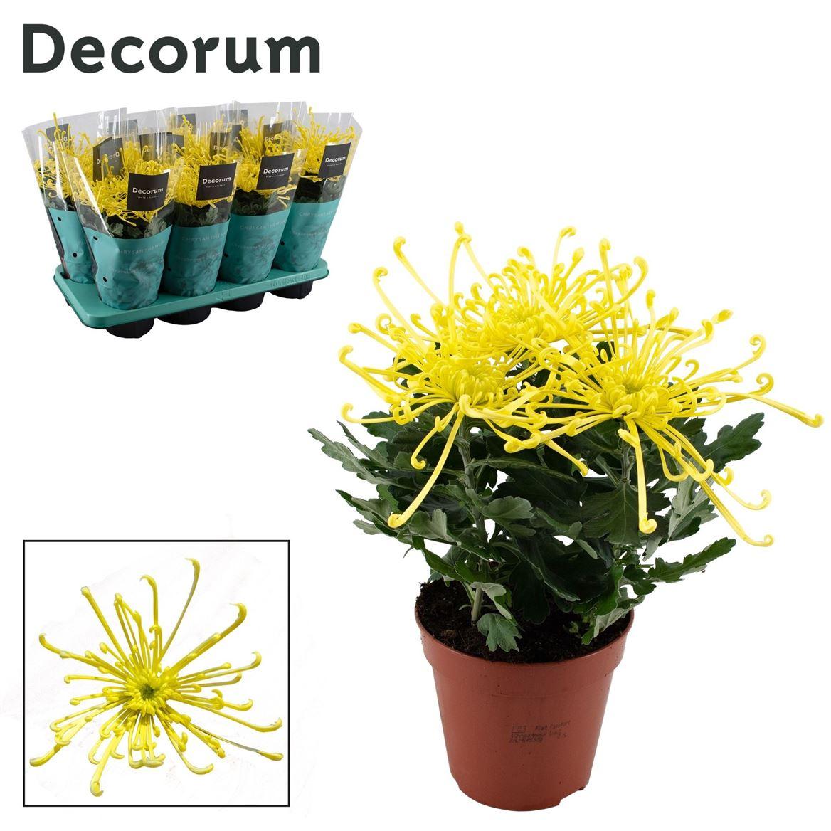 Горшечные цветы и растения оптом Chrys Zembla Fireworks Yellow 3pp (decorum) от 8шт из Голландии с доставкой по России