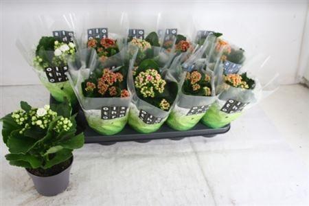 Горшечные цветы и растения оптом Kal Ge Gem 4 Kl P12 от 10шт из Голландии с доставкой по России