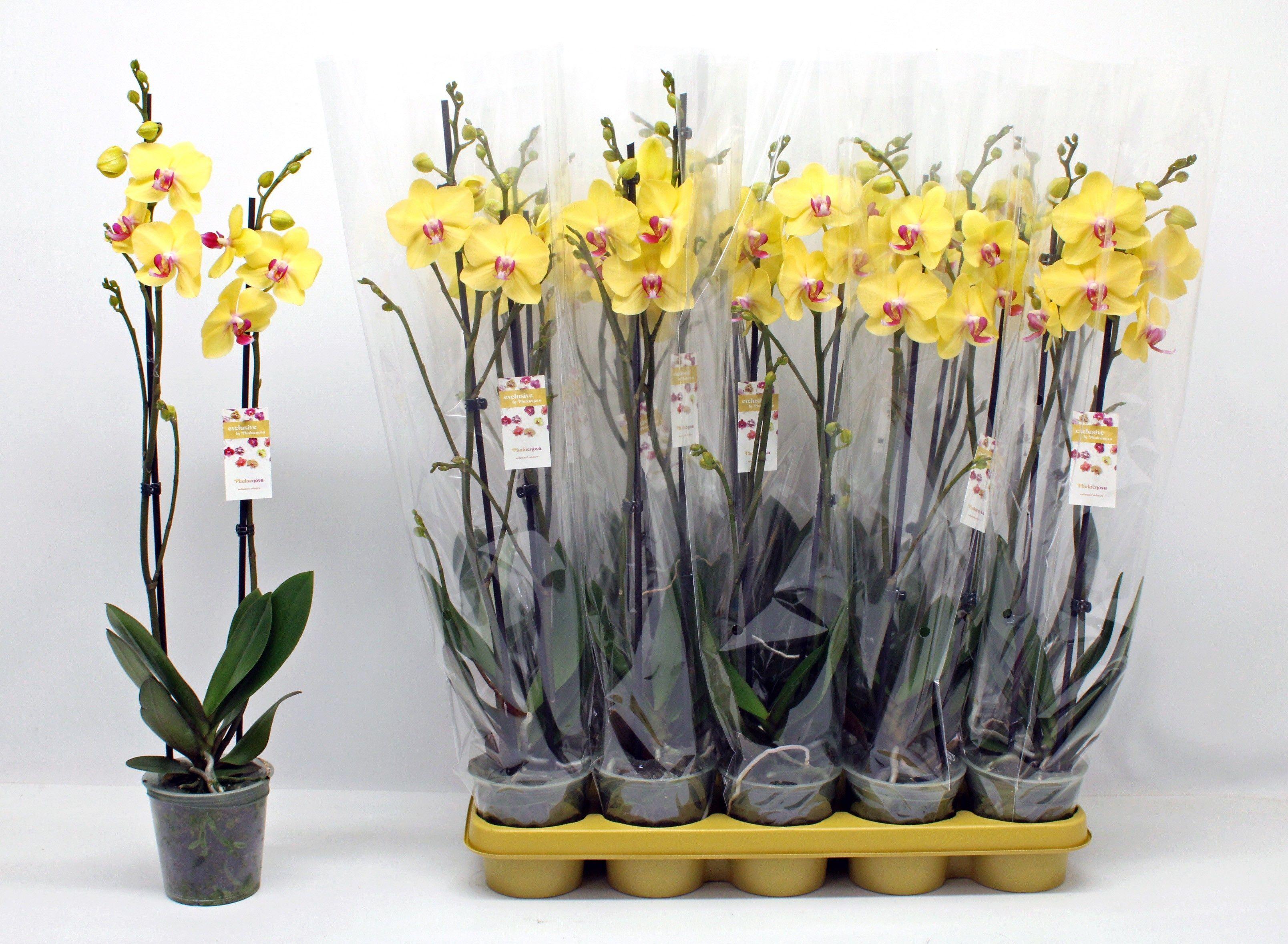 Горшечные цветы и растения оптом Phal F Limelight от 10шт из Голландии с доставкой по России