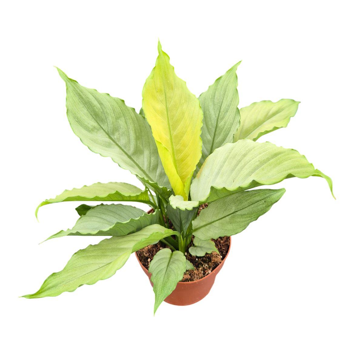 Горшечные цветы и растения оптом Spathiphyllum Grey от 2шт из Голландии с доставкой по России