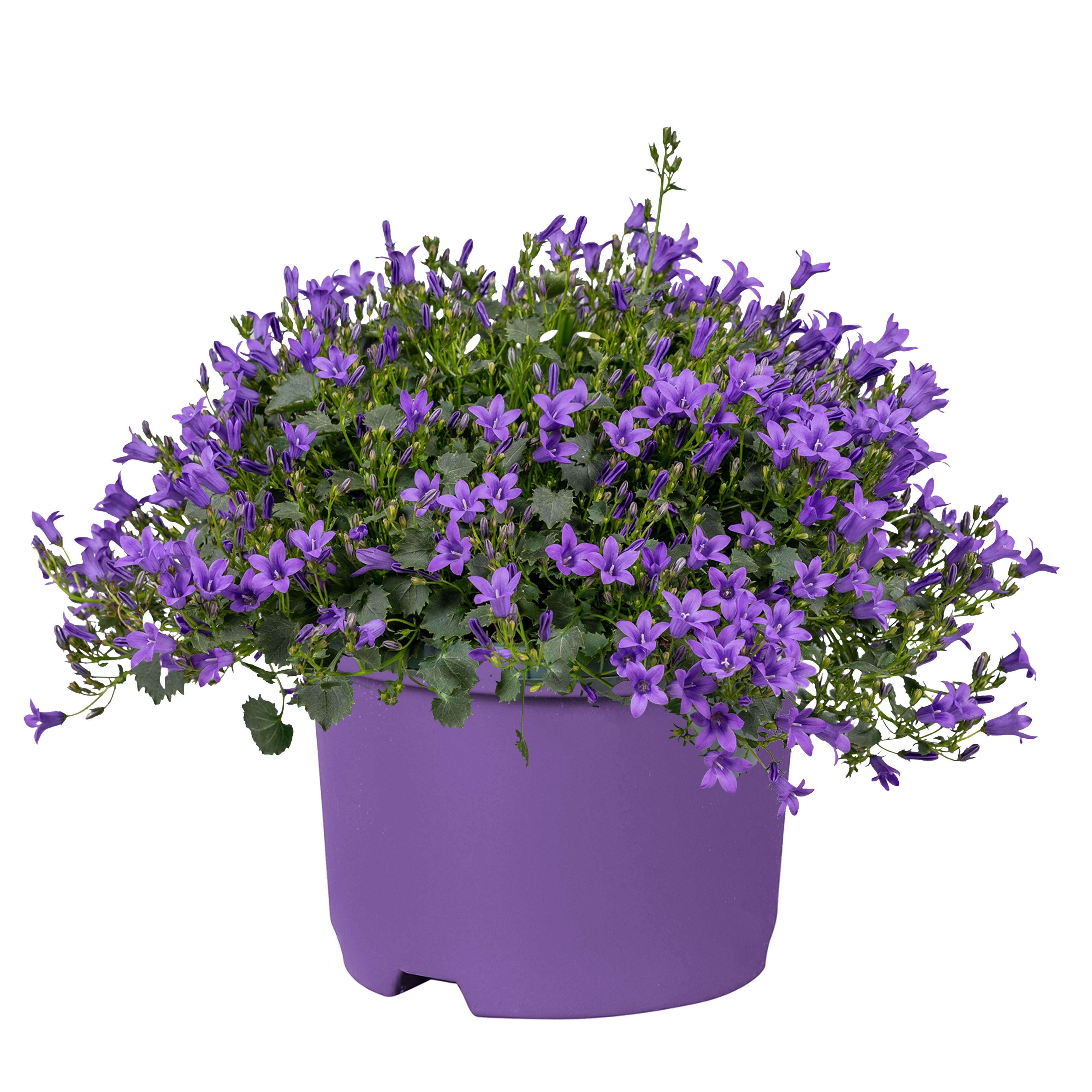 Горшечные цветы и растения оптом Campanula Donker Paars Portenschlagiana Kosea Kris от 6шт (для телеги) из Голландии с доставкой по России