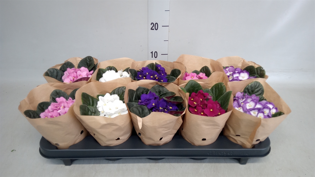 Горшечные цветы и растения оптом Saintpaulia   ... от 10шт (для телеги) из Голландии с доставкой по России