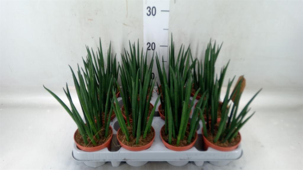 Горшечные цветы и растения оптом Sansevieria Bacularis от 12шт (для телеги) из Голландии с доставкой по России