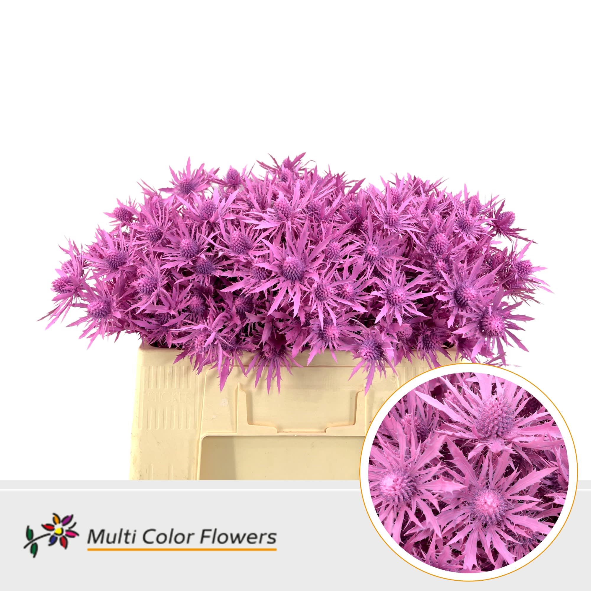 Срезанные цветы оптом Eryngium paint pink от 60шт из Голландии с доставкой по России
