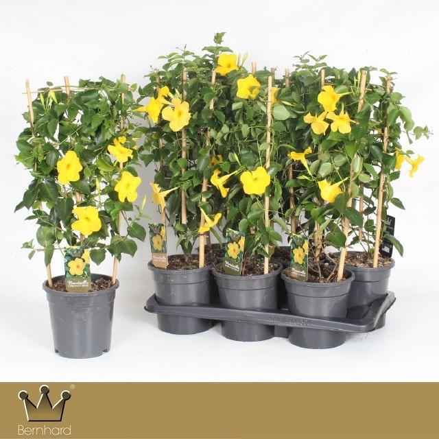 Горшечные цветы и растения оптом Mande Di Opale Citri от 6шт из Голландии с доставкой по России