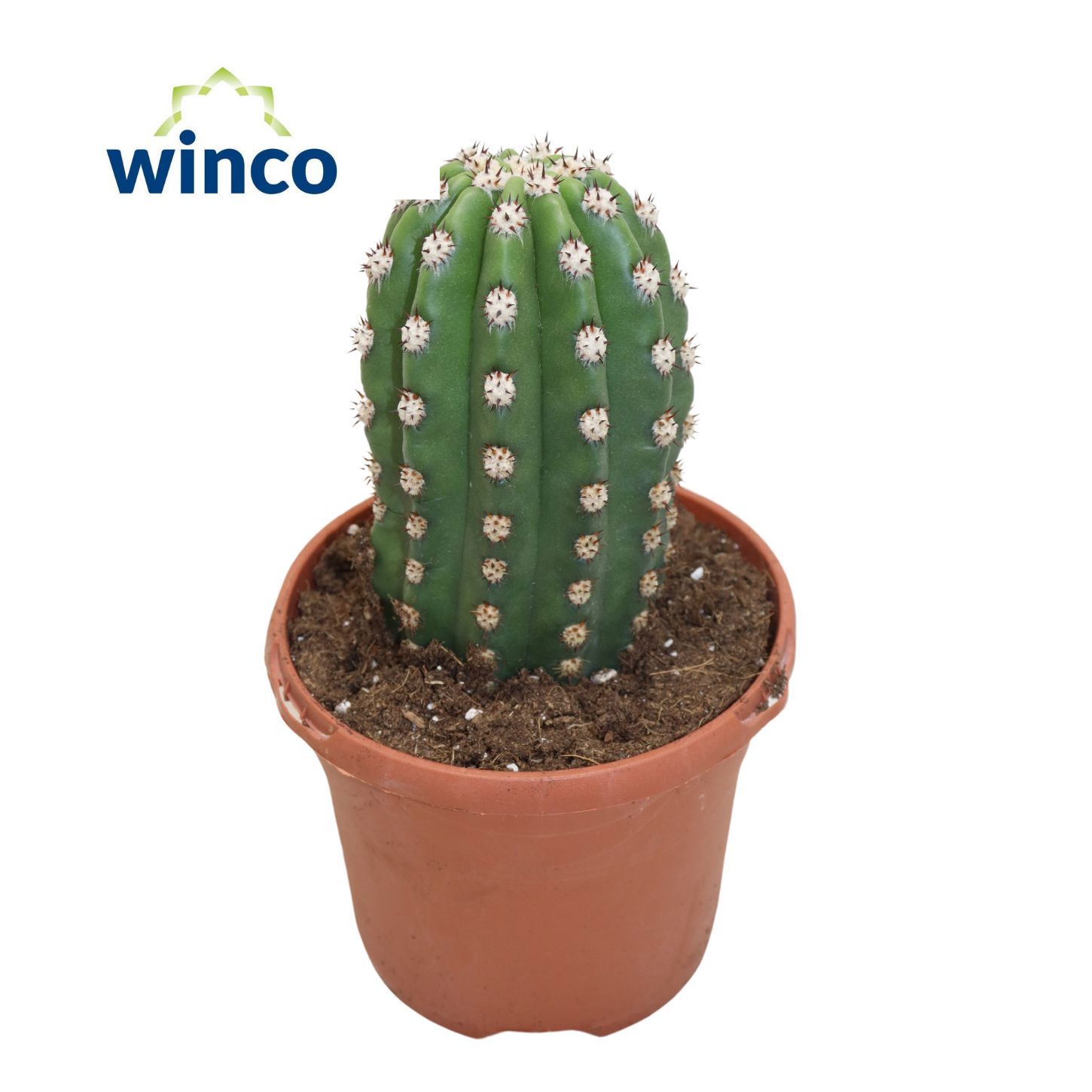 Горшечные цветы и растения оптом Trichocereus Grandiflorus от 4шт из Голландии с доставкой по России