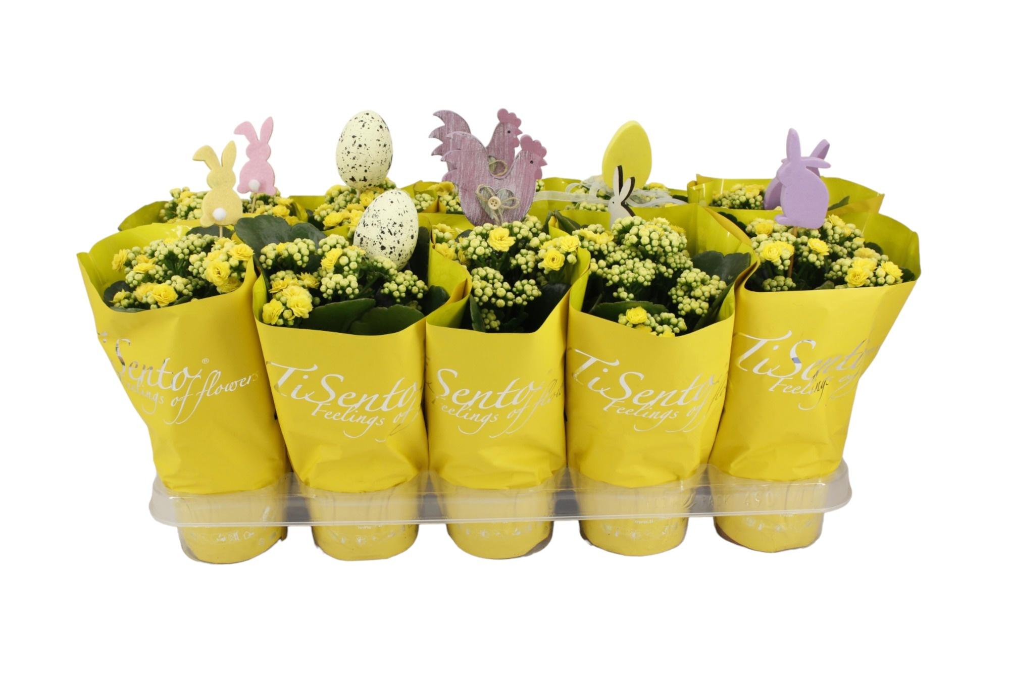 Горшечные цветы и растения оптом Kal Ge Perfecta Yell от 10шт из Голландии с доставкой по России