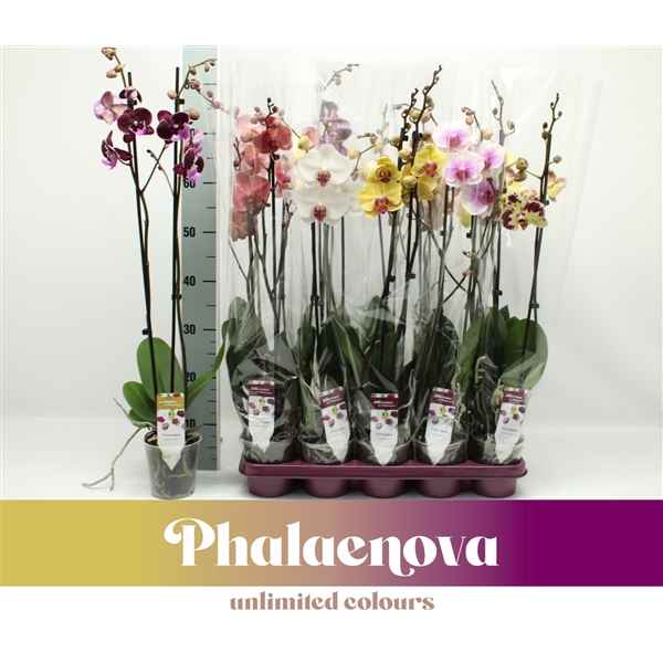 Горшечные цветы и растения оптом Phal 2st Mix 14+ (phalaenova) от 10шт из Голландии с доставкой по России