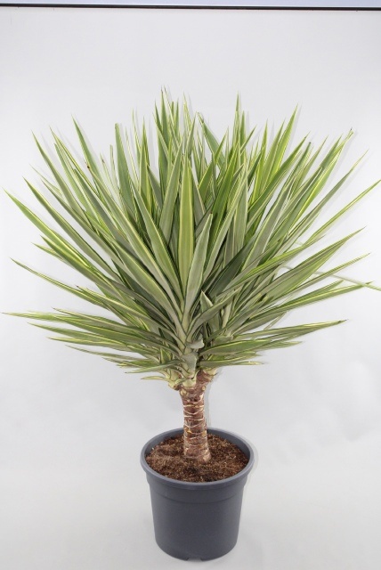 Горшечные цветы и растения оптом Yucca Jewel от 1шт из Голландии с доставкой по России