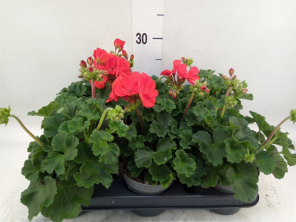 Горшечные цветы и растения оптом Pelargonium Zon Red (longlife) от 8шт из Голландии с доставкой по России