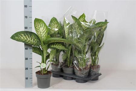 Горшечные цветы и растения оптом Dieff Se Reeva от 6шт из Голландии с доставкой по России