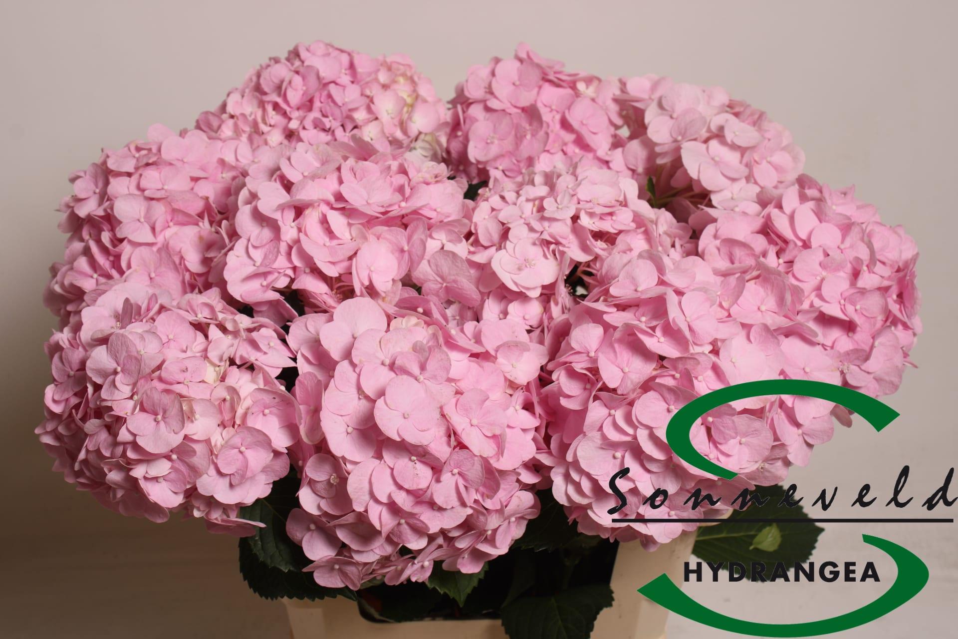 Срезанные цветы оптом Hydrangea pinky от 10шт из Голландии с доставкой по России