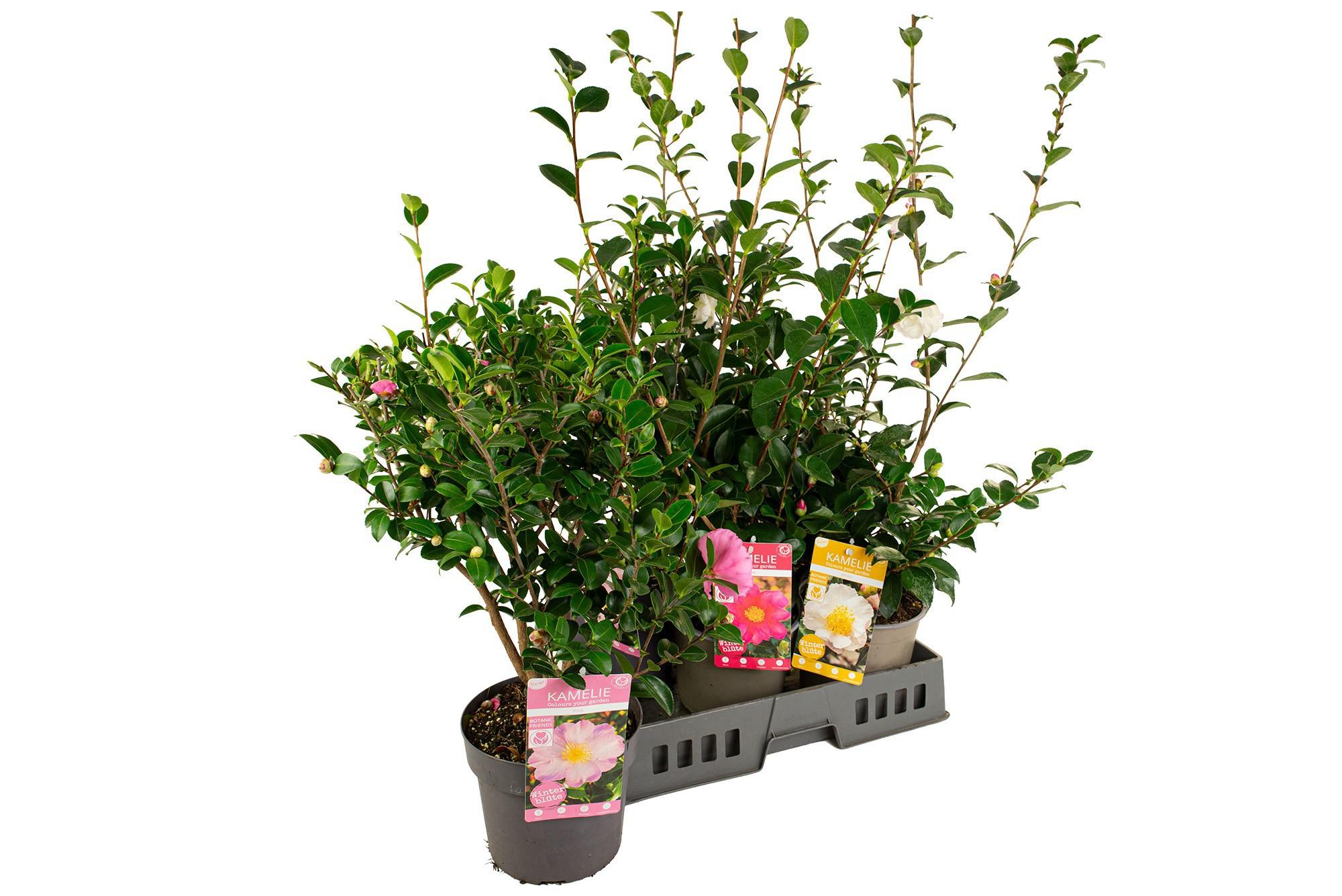 Горшечные цветы и растения оптом Came Sasanqua от 5шт из Голландии с доставкой по России