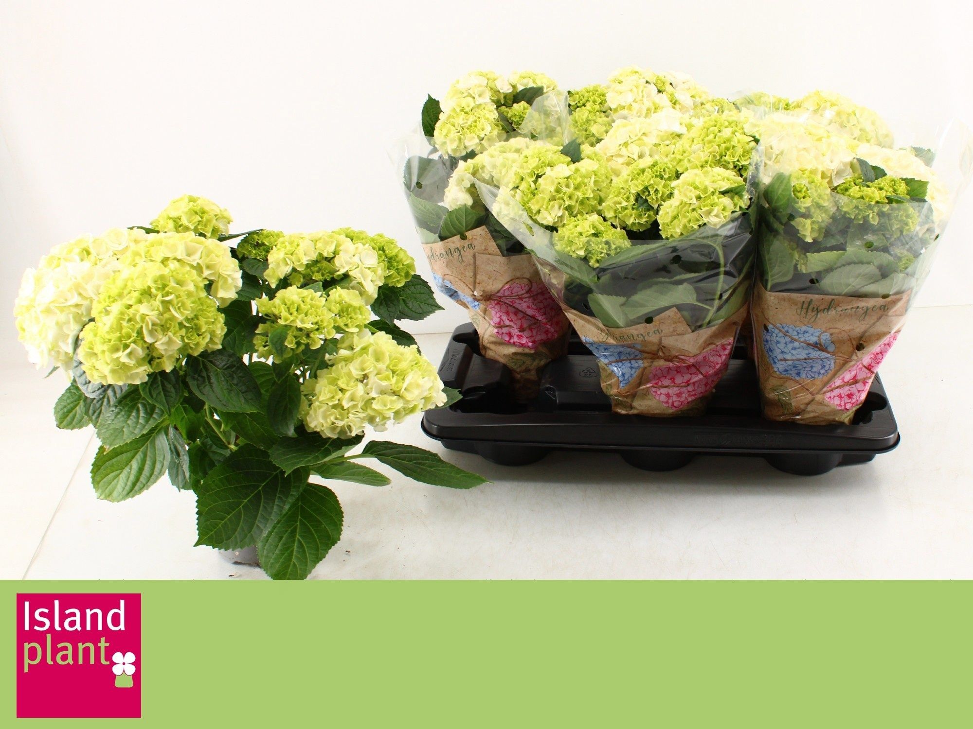 Горшечные цветы и растения оптом Hydr M Wudu от 6шт из Голландии с доставкой по России