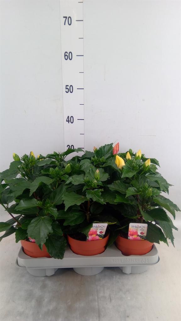 Горшечные цветы и растения оптом Hibiscus Rosa-sin.   ...mix от 6шт из Голландии с доставкой по России