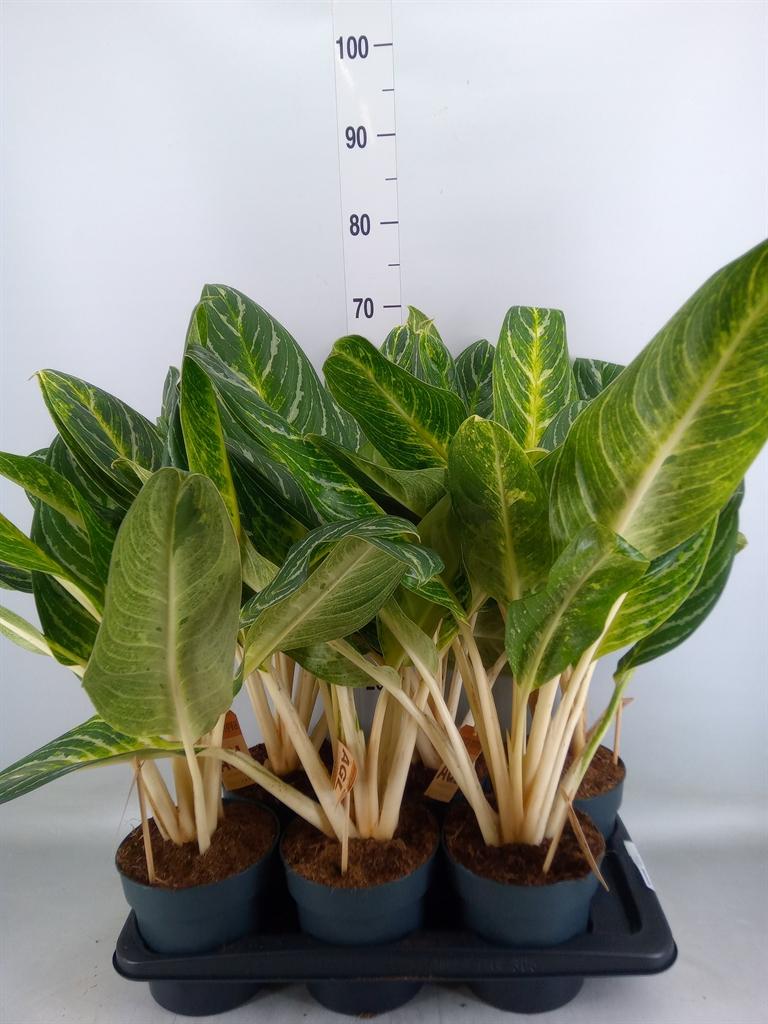 Горшечные цветы и растения оптом Aglaonema   ... от 6шт из Голландии с доставкой по России