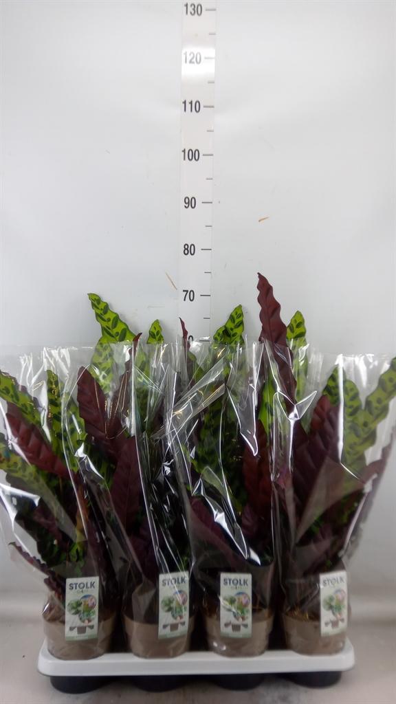 Горшечные цветы и растения оптом Calathea Lancifolia от 8шт из Голландии с доставкой по России