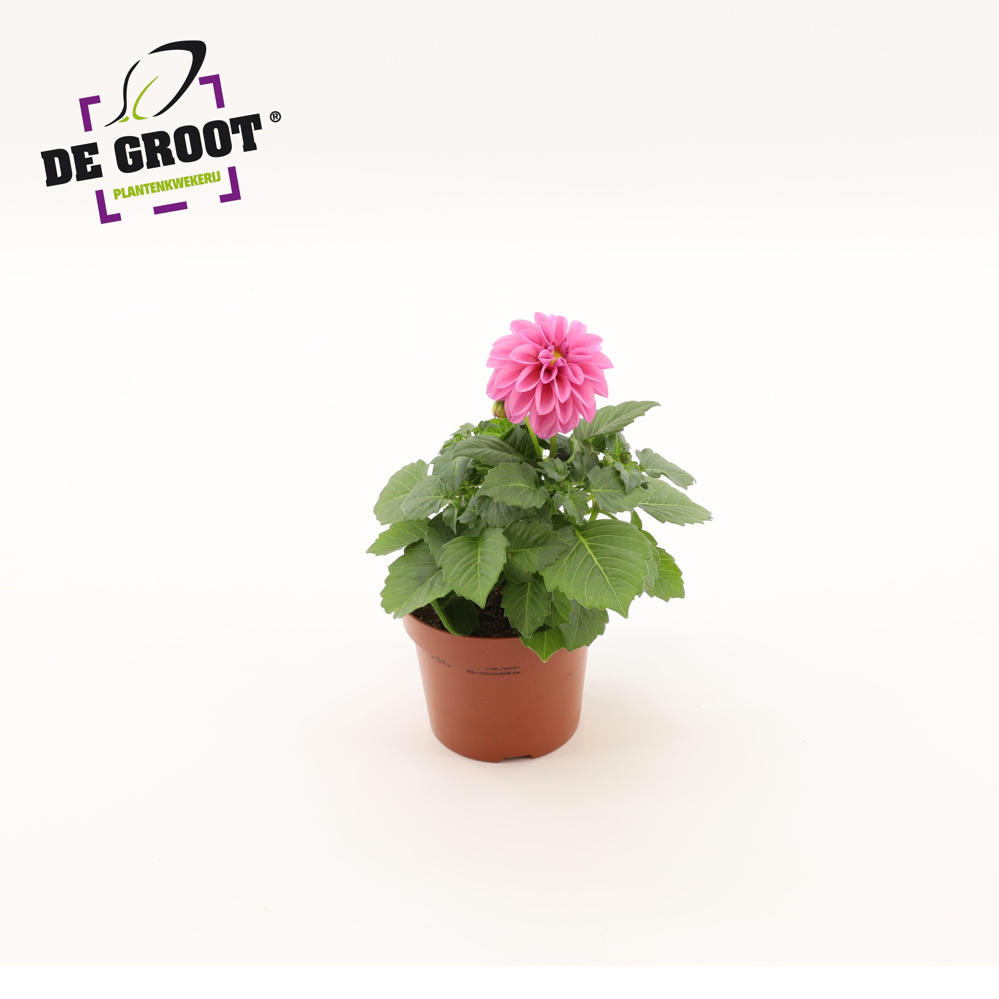 Горшечные цветы и растения оптом Dahlia Pink от 8шт из Голландии с доставкой по России