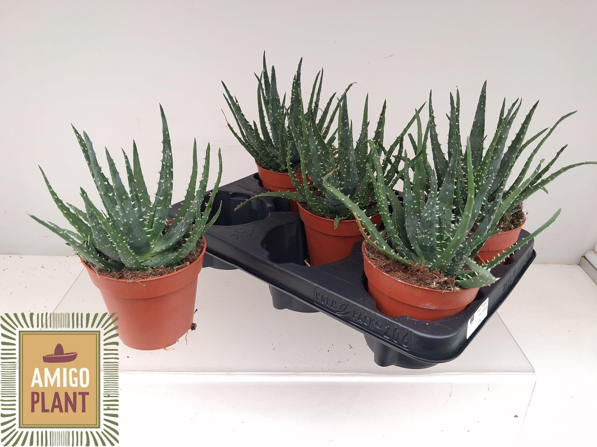 Горшечные цветы и растения оптом Aloe Ar Bora от 5шт из Голландии с доставкой по России