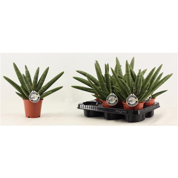 Горшечные цветы и растения оптом Sansevieria Double Boncellensis от 4шт из Голландии с доставкой по России