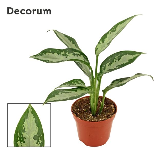 Горшечные цветы и растения оптом Aglaonema Jubilee Compacta (decorum) от 18шт из Голландии с доставкой по России