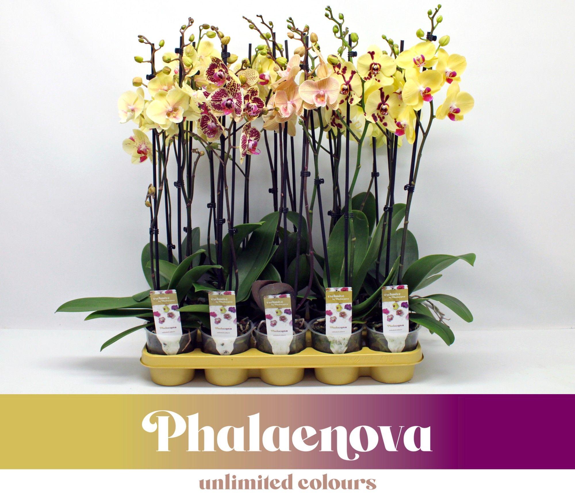 Горшечные цветы и растения оптом Phal 2st Yellow Mix 18+ (phalaenova) от 10шт из Голландии с доставкой по России