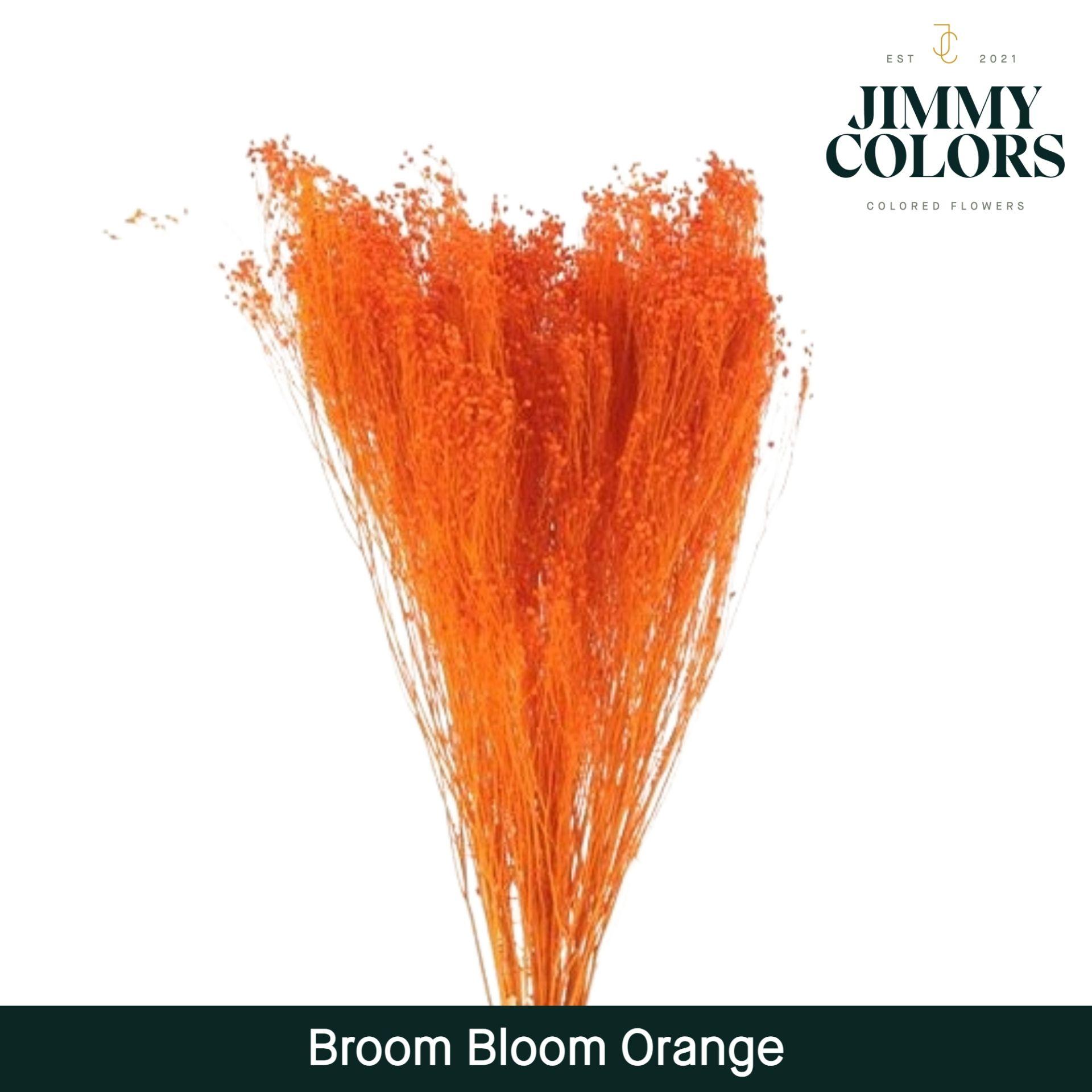 Срезанные цветы оптом Broom bloom paint orange от 5шт из Голландии с доставкой по России
